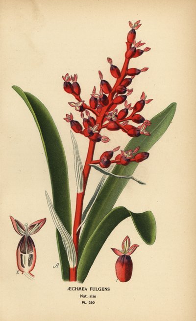 Coralberry, Aechmea fulgens. Chromolithograph from an Illustration by Desire Bois from Edward Step’s Favourite Flowers of Garden and Greenhouse, Frederick Warne, London by Désiré Georges Jean Marie Bois
