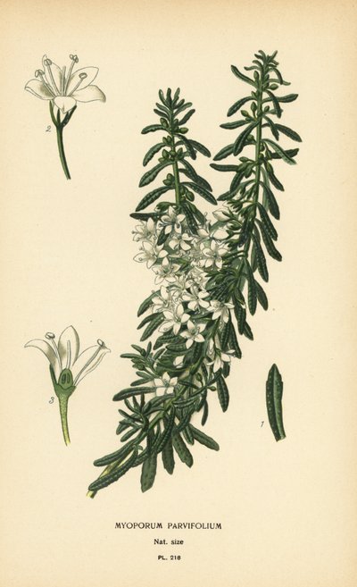 Creeping boobialla, Myoporum parvifolium. Chromolithograph from an illustration by Desire Bois from Edward Step