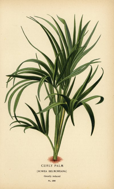 Curly palm, Howea belmoreana. Vulnerable. Chromolithograph from an illustration by Desire Bois from Edward Step’s Favourite Flowers of Garden and Greenhouse, Frederick Warne, London by Désiré Georges Jean Marie Bois