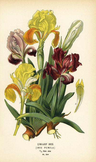 Dwarf iris, Iris pumila. Chromolithograph from an illustration by Desire Bois from Edward Step’s Favourite Flowers of Garden and Greenhouse, Frederick Warne, London by Désiré Georges Jean Marie Bois