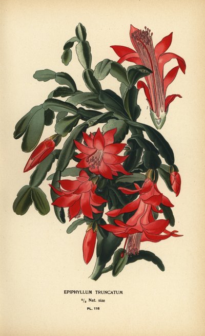 False Christmas cactus, Schlumbergera truncata by Désiré Georges Jean Marie Bois