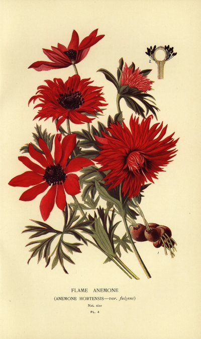 Flame Anemone by Désiré Georges Jean Marie Bois