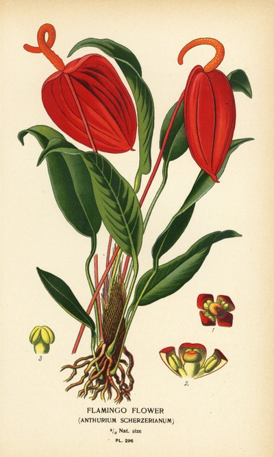 Flamingo flower, Anthurium scherzerianum. Chromolithograph from an illustration by Desire Bois from Edward Step’s Favourite Flowers of Garden and Greenhouse, Frederick Warne, London by Désiré Georges Jean Marie Bois