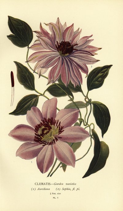 Garden Varieties of Clematis by Désiré Georges Jean Marie Bois