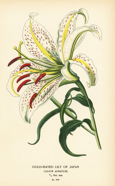 Gold-Rayed Lily of Japan or Yamayuri, Lilium auratum by Désiré Georges Jean Marie Bois