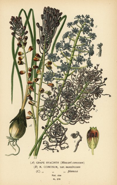 Grape hyacinth, Leopoldia comosa (Muscari comosum, var. monstrosum, var. plumosa). Chromolithograph from an illustration by Desire Bois from Edward Step
