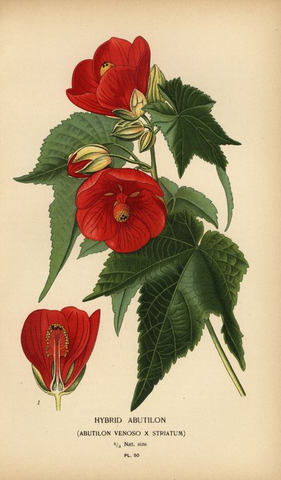 Hybrid abutilon, Abutilon pictum by Désiré Georges Jean Marie Bois