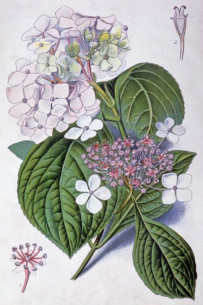 Hydrangea (illustration) by Désiré Georges Jean Marie Bois