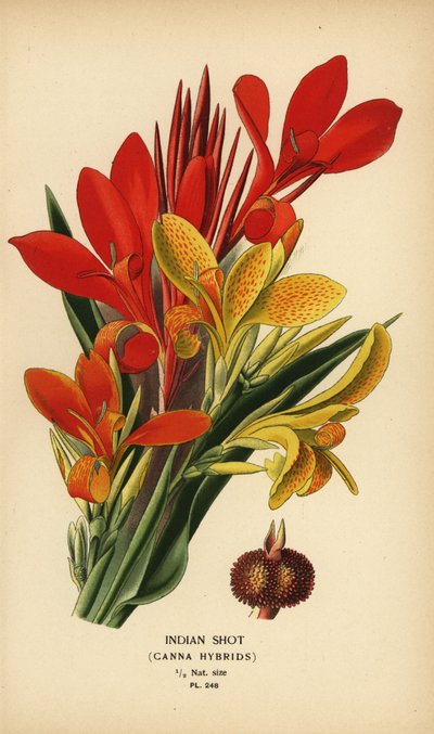 Indian Shot, Canna indica Hybrids. Chromolithograph from an Illustration by Desire Bois from Edward Step’s Favourite Flowers of Garden and Greenhouse, Frederick Warne, London by Désiré Georges Jean Marie Bois