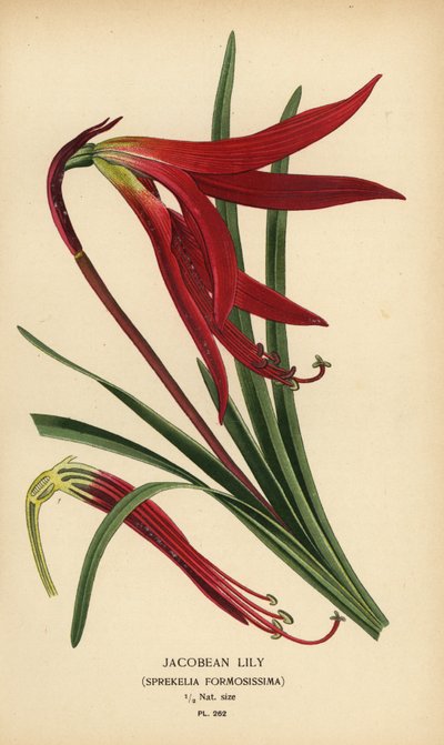 Jacobean lily, Sprekelia formosissima. Chromolithograph from an illustration by Desire Bois from Edward Step