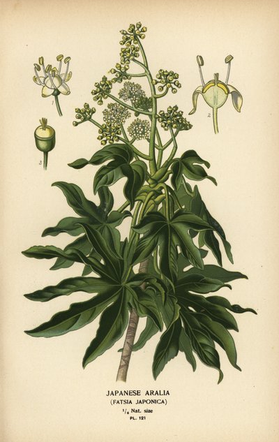Japanese Aralia or Glossy-Leaf Paper Plant, Fatsia japonica by Désiré Georges Jean Marie Bois