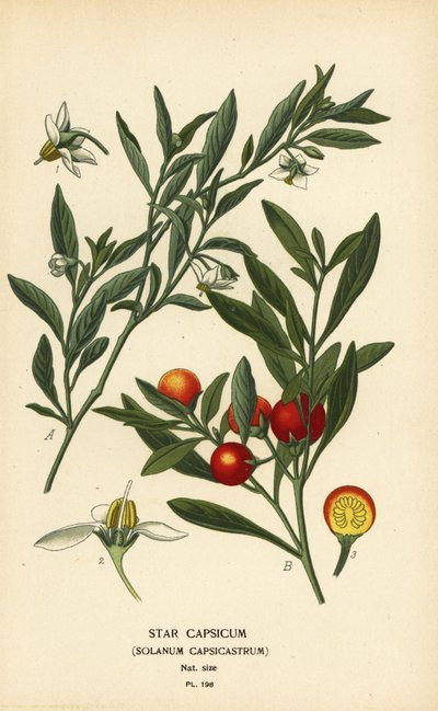 Jerusalem cherry, Solanum pseudocapsicum var. diflorum by Désiré Georges Jean Marie Bois