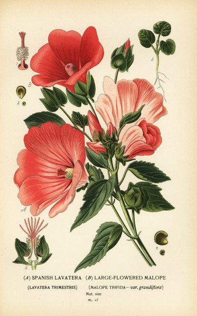 Lavatera trimestris and Malope trifida by Désiré Georges Jean Marie Bois