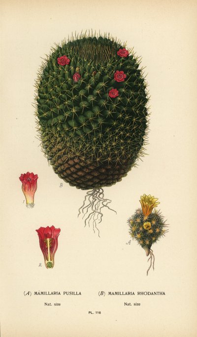 Mammillaria prolifera and Mammillaria rhodantha by Désiré Georges Jean Marie Bois