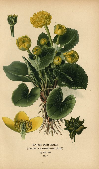 Marsh marigold, Caltha palustris by Désiré Georges Jean Marie Bois