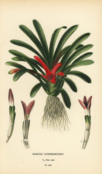 Nidularium scheremetiewii (Karatas scheremetiewi). Chromolithograph from an Illustration by Desire Bois from Edward Step’s Favourite Flowers of Garden and Greenhouse, Frederick Warne, London by Désiré Georges Jean Marie Bois