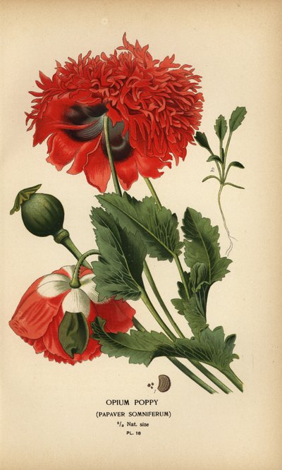 Opium Poppy, Papaver somniferum by Désiré Georges Jean Marie Bois
