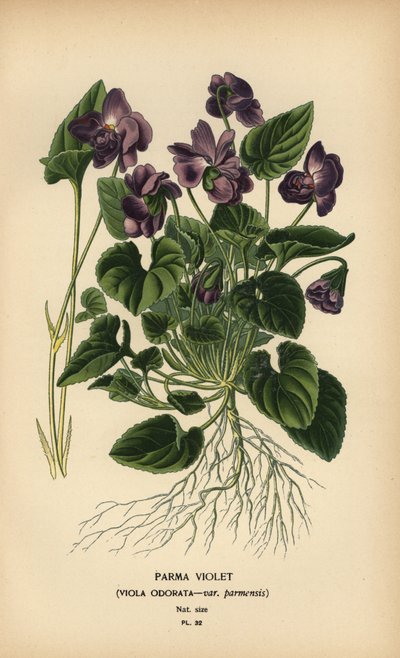 Parma violet, Viola odorata by Désiré Georges Jean Marie Bois