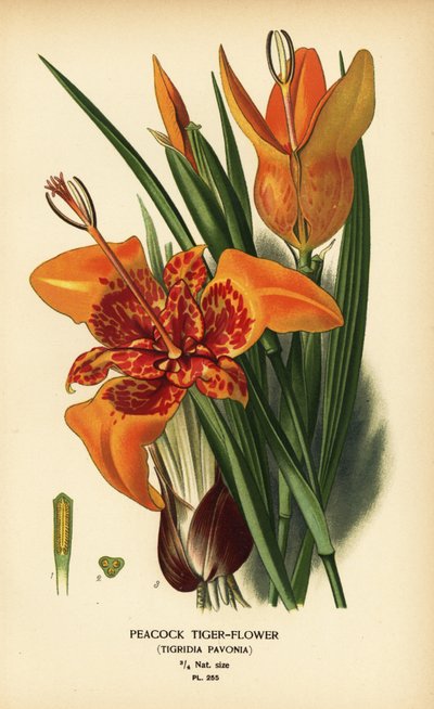 Peacock tiger flower, Tigridia pavonia. Chromolithograph from an illustration by Desire Bois from Edward Step’s Favourite Flowers of Garden and Greenhouse, Frederick Warne, London by Désiré Georges Jean Marie Bois