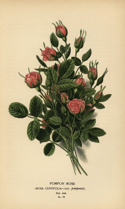 Pompon Rose, Rosa centifolia var. pomponia by Désiré Georges Jean Marie Bois