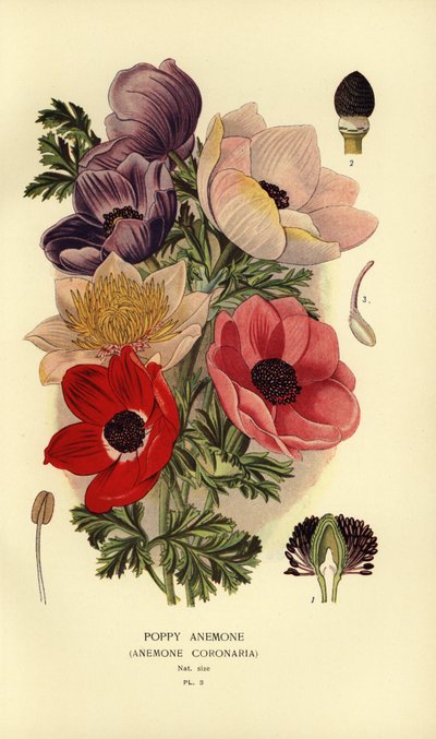 Poppy Anemones by Désiré Georges Jean Marie Bois