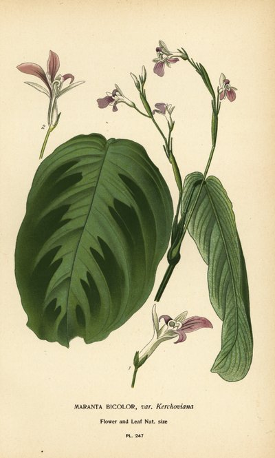 Prayer plant, Maranta leuconeura (Maranta bicolor var. Kerchoviana). Chromolithograph from an illustration by Desire Bois from Edward Step’s Favourite Flowers of Garden and Greenhouse, Frederick Warne, London by Désiré Georges Jean Marie Bois