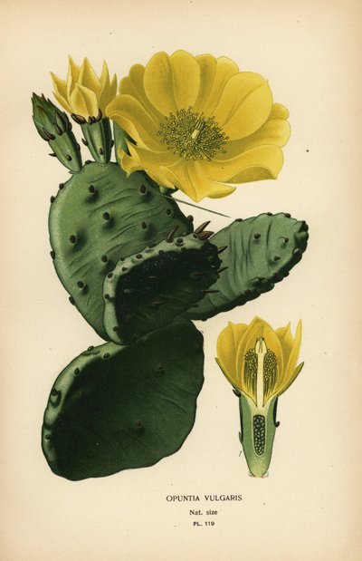 Prickly pear or Indian fig opuntia, Opuntia ficus-indica by Désiré Georges Jean Marie Bois