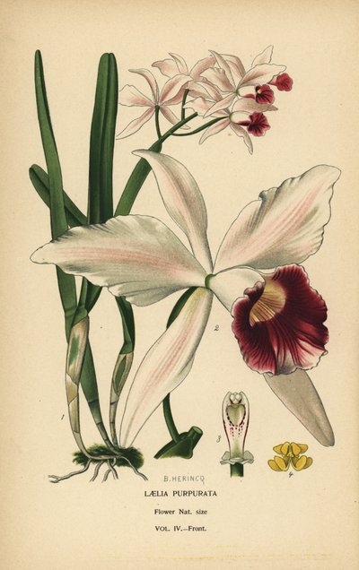 Purple-Stained Laelia Orchid, Cattleya purpurata (Laelia purpurata) by Désiré Georges Jean Marie Bois