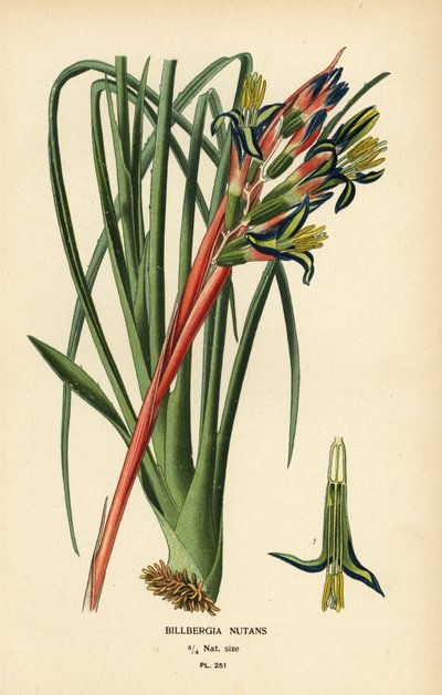 Queen’s Tears Plant, Billbergia nutans by Désiré Georges Jean Marie Bois