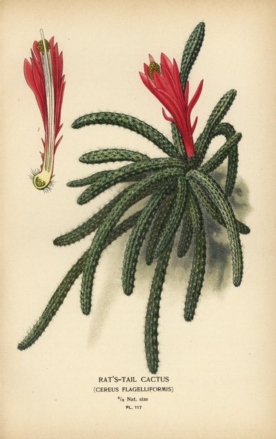 Rattail Cactus, Disocactus flagelliformis by Désiré Georges Jean Marie Bois