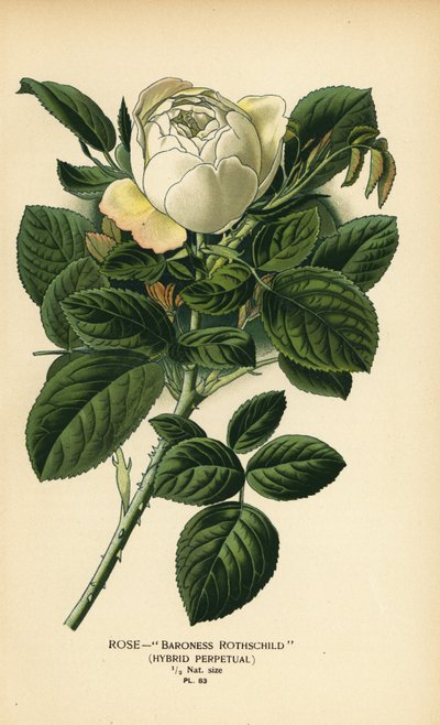 Rose Baroness Rothschild, hybrid perpetual by Désiré Georges Jean Marie Bois