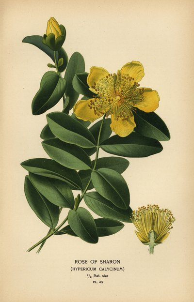 Rose of Sharon, Hypericum calycinum by Désiré Georges Jean Marie Bois