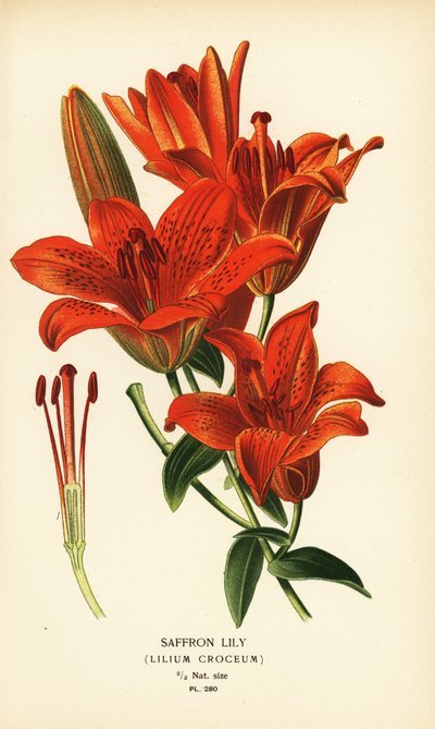 Saffron Lily, Lilium croceum. Chromolithograph from an Illustration by Desire Bois from Edward Step’s Favourite Flowers of Garden and Greenhouse, Frederick Warne, London by Désiré Georges Jean Marie Bois