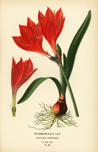 Scarborough lily, Cyrtanthus elatus (Vallota purpurea). Chromolithograph from an illustration by Desire Bois from Edward Step’s Favourite Flowers of Garden and Greenhouse, Frederick Warne, London by Désiré Georges Jean Marie Bois