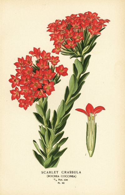 Scarlet carrula, Crassula coccinea by Désiré Georges Jean Marie Bois
