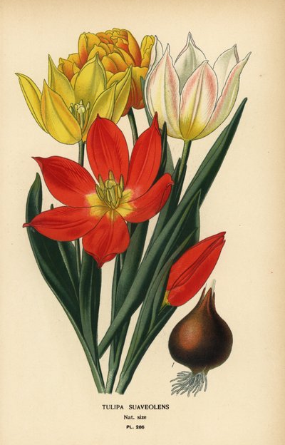 Schrenck
