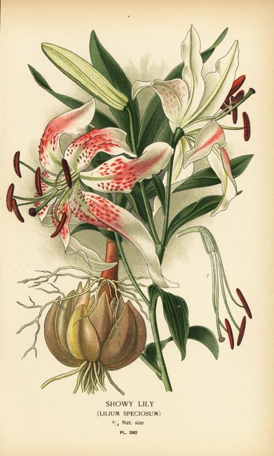 Showy Lily, Lilium speciosum by Désiré Georges Jean Marie Bois