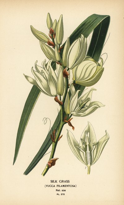 Silk Grass, Yucca filamentosa. Chromolithograph from an Illustration by Desire Bois from Edward Step’s Favourite Flowers of Garden and Greenhouse, Frederick Warne, London by Désiré Georges Jean Marie Bois