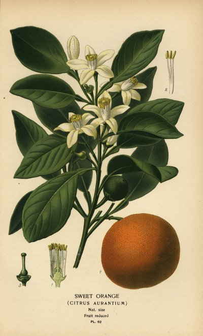 Sweet orange, Citrus x aurantium by Désiré Georges Jean Marie Bois