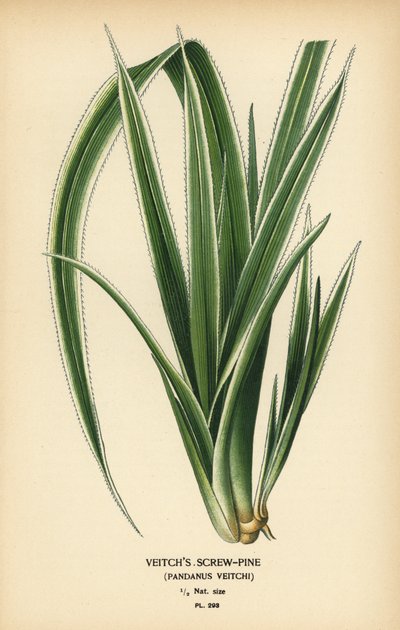 Tahitian Screwpine, Pandanus tectorius (Veitch’s Screw-Pine, Pandanus veitchii) by Désiré Georges Jean Marie Bois