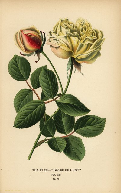 Tea rose hybrid, Gloire de Dijon, Rosa × odorata by Désiré Georges Jean Marie Bois
