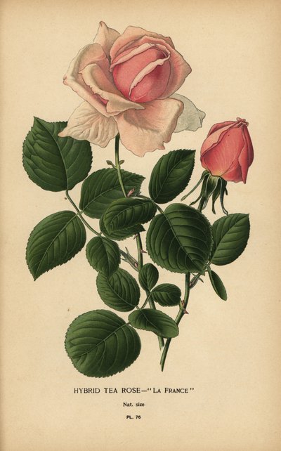 Tea rose hybrid, La France, Rosa × odorata by Désiré Georges Jean Marie Bois