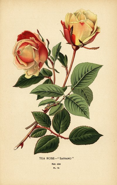 Tea Rose Hybrid, Safrano, Rosa × odorata by Désiré Georges Jean Marie Bois