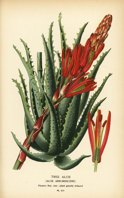 Tree aloe, Aloe arborescens. Chromolithograph from an illustration by Desire Bois from Edward Step’s Favourite Flowers of Garden and Greenhouse, Frederick Warne, London by Désiré Georges Jean Marie Bois