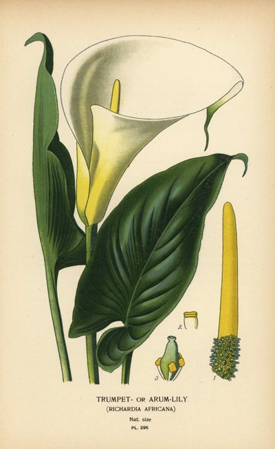Trumpet Lily, Arum Lily or Calla Lily, Zantedeschia aethiopica (Richardia africana). Chromolithograph from an Illustration by Desire Bois from Edward Step’s Favourite Flowers of Garden and Greenhouse, Frederick Warne, London by Désiré Georges Jean Marie Bois