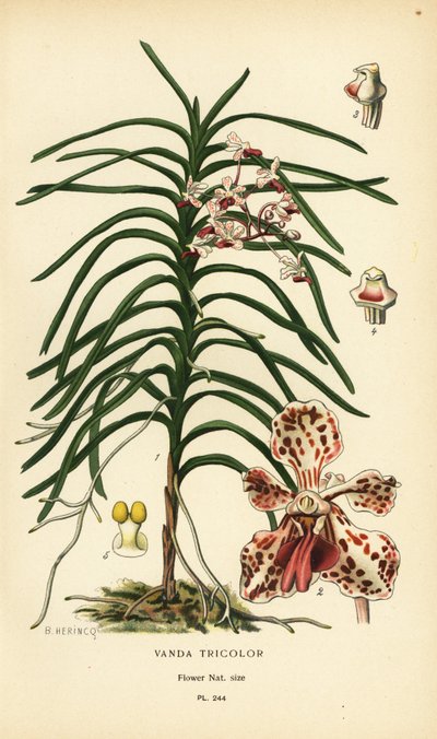 Vanda tricolor orchid. Chromolithograph from an illustration by B. Herincq from Edward Step