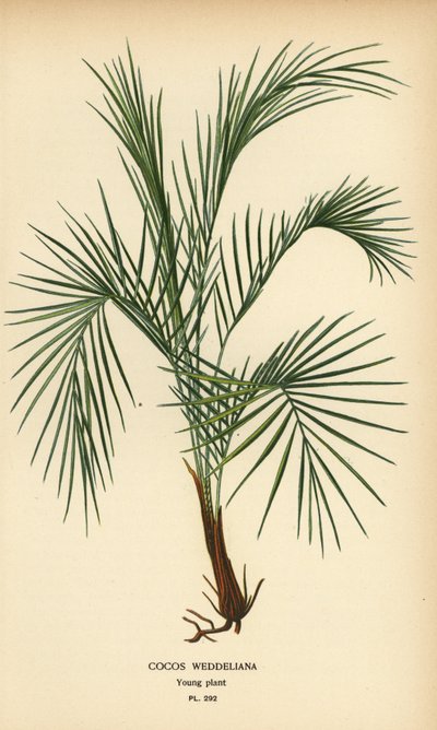 Weddell