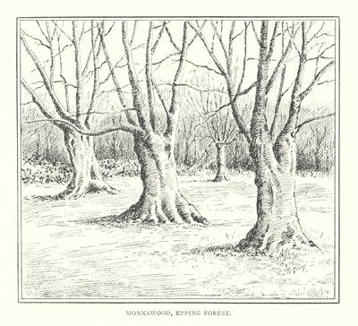 Monkswood, Epping Forest by Duncan Moul