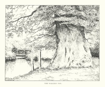 The Walkern Oak by Duncan Moul