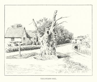 Yeldham Oak by Duncan Moul